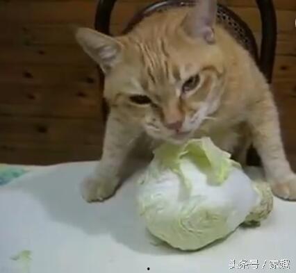 爱吃的小猫被爆料视频是真的吗,爱吃小猫爆料视频真实性揭秘  第1张