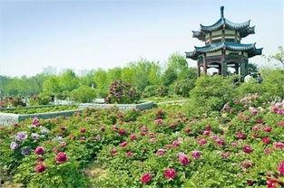 洛阳植物园爆料视频播放  第2张